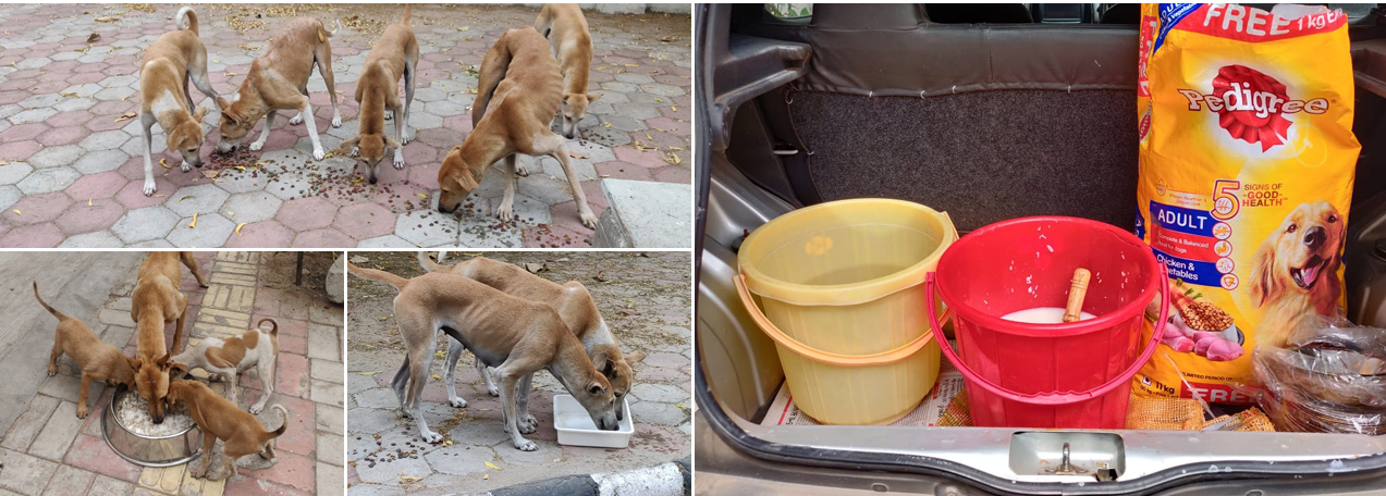 food distribution to Dogs