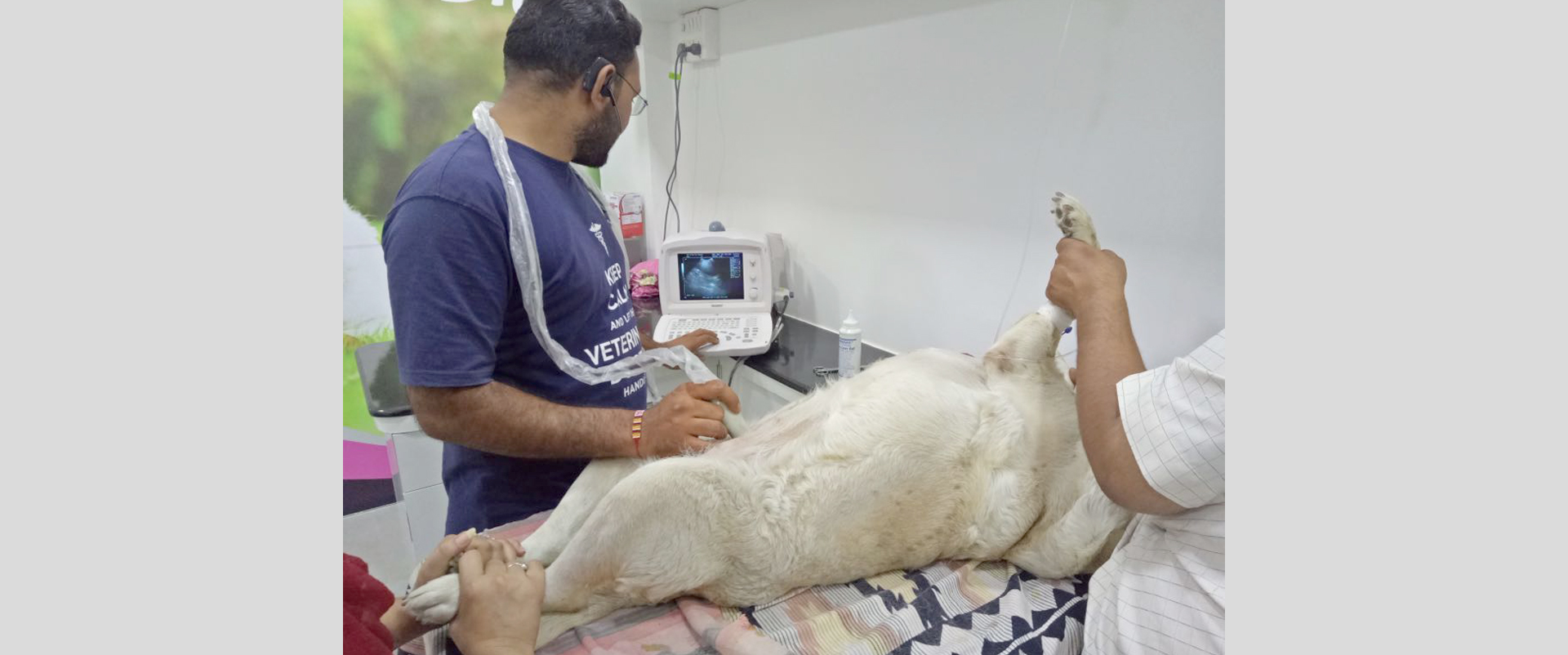 Save life of female labrador