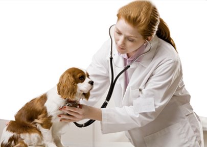Design veterinary site