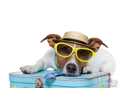 Pet Grooming Business & Dogs Hostel Website